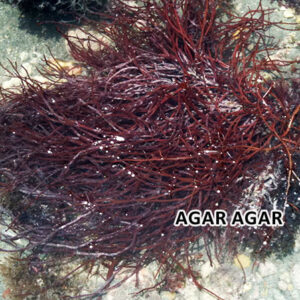 agar